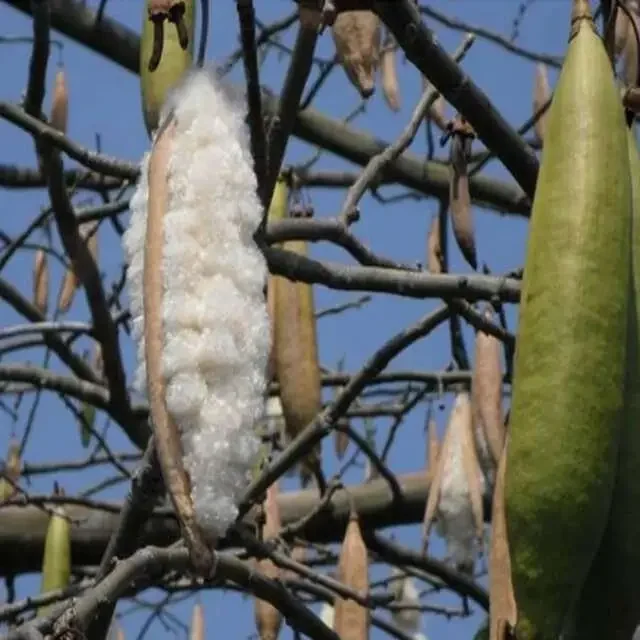 5 kilo Kapok een natuur product